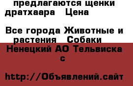 предлагаются щенки дратхаара › Цена ­ 20 000 - Все города Животные и растения » Собаки   . Ненецкий АО,Тельвиска с.